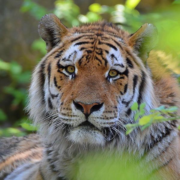 Jahreskarten für Einzelpersonen