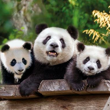 Jahreskarten für Familien