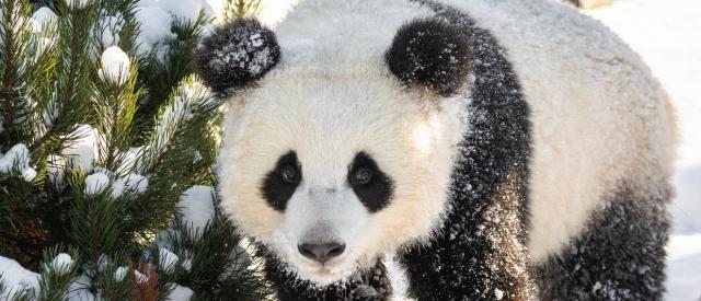 Kung-Fu-Panda im Schnee
