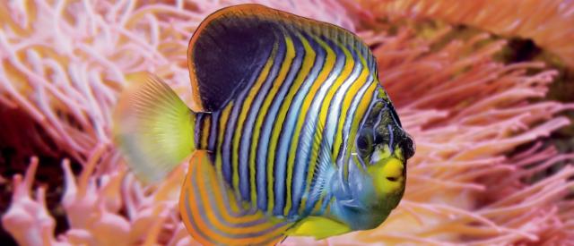 Ein schöner bunter Fisch