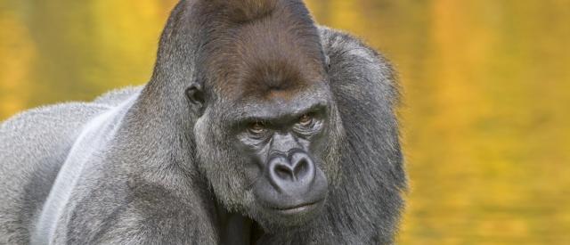 Der Boss guckt grimmig